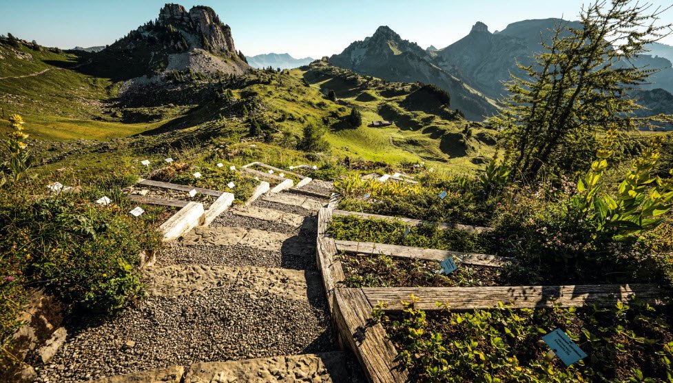Botanischer Alpengarten Schynige Platte, Switzerland
